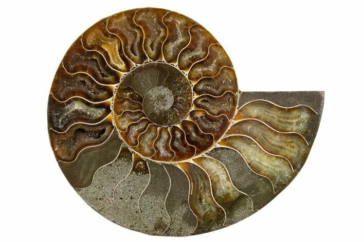 Cut & Polished Ammonite Fossil (Half) - Madagascar #345617